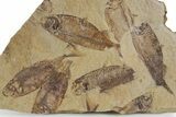 Fossil Fish (Gosiutichthys) Mortality Plate - Wyoming #357180-1